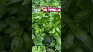 Basil & Watermelon are great COMPANIONS! #companionplanting