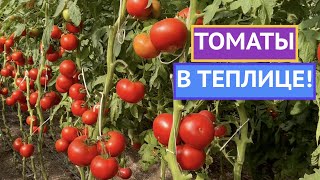 ЭТИ ТОМАТЫ ДАЮТ РОСКОШНЫЙ УРОЖАЙ В ТЕПЛИЦЕ И ОТКРЫТОМ ГРУНТЕ!