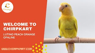 LUTINO PEACH ORANGE OPALINE || AFRICAN LOVE BIRDS || LOVE BIRDS || SEMIADULT || CHIRPKART || CBE