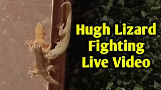 Lizard 🦎 Fight Rare Video | Live | For Tiny Bug 🪲