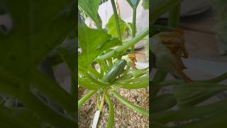 Zucchini harvest