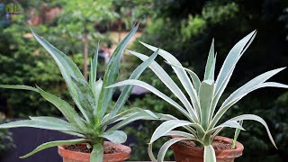 Super Easy Method to Grow Agave Angustifolia or Century Plant | How to Propagate Agave Angustifolia