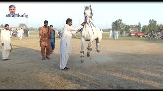 Amazing Horse dance in pakistan 2019 No.13