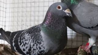 Homer pigeon 100% Pair