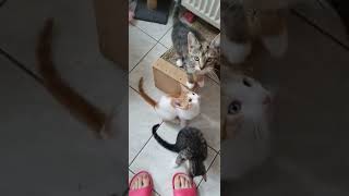 🐱Jungkatzen 🐱Kätzchen🐱 Kitten🐱 Garfield Tiger Maikätzchen Katzenbabys