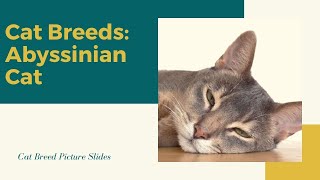 Abyssinian Cat Slides - Cat Breeds