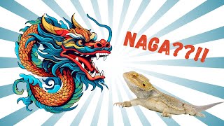 NAGA ITU WUJUD! SEPINTAS LALU FAKTA BEARDED DRAGON!