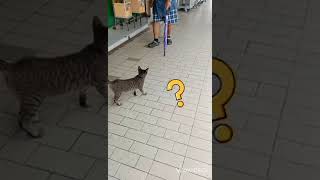 Street dog goes far far away from street cat 🐶😱😼😡