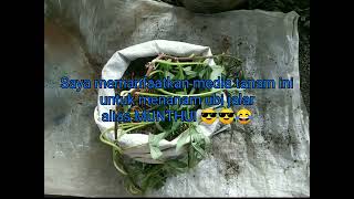 Cocopeat skala rumahan #cocopeat #polybag #ubijalar #munthul #mediatanam