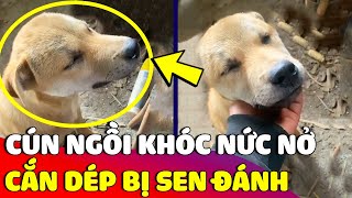 Chú chó tủi thân 'ĐỨNG KHÓC NỨC NỞ' vì cái tội cắn dép bị Sen 'ĐÁNH YÊU' 😅 | Gâu Đần