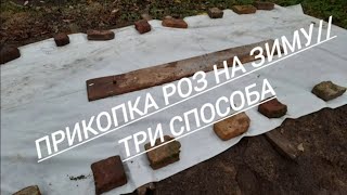 108#Прикопка роз на зиму//Три способа//20.10.23🌹🌹🌹