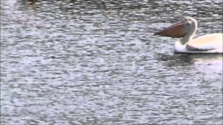 Pelican Swallows Fish