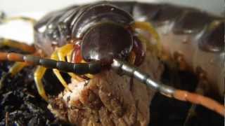 Scolopendra galapagoensis eats a beefsteak