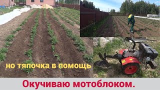 окучиваю картошку, но тяпочку далеко не убираю.