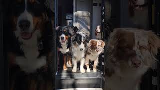 Saying goodbye 👋🏻 ⛰️❤️🐾 #shorts #australianshepherd #dog #bernesemountaindog