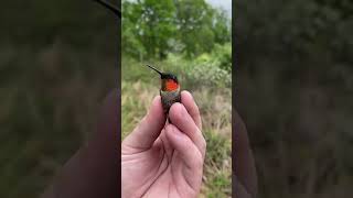 lovely small redish black bird #