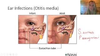 Bacterial Pathogens   Respiratory Tract