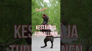 Taavi vetolelut koirille - FINNERO  #koirat #koiravideo #koiranlelu #lahja #finnero