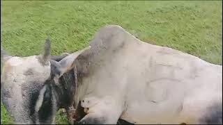 Sri Lankan police refuse to register complaint after Tamil farmer's cow is shot by Sinhala settlers