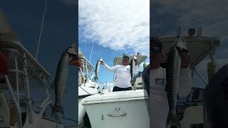 Barracuda Fishing Suscribe