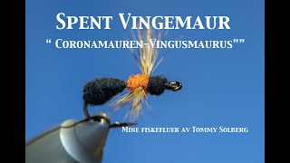 Spent vingemaur. Corona Vingusmaurus. Mine fiskefluer av Tommy Solberg