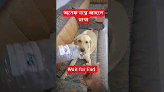 অনেক ভালবাসি#saudilife10 #bangladesh #shorts #dog #love