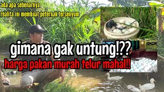 gimana gak untung!??harga pakan murah telur mahal!!