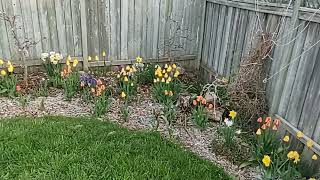 bulbs bloom