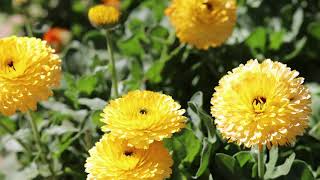 How to make a Calendula tincture