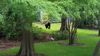 Black Bears