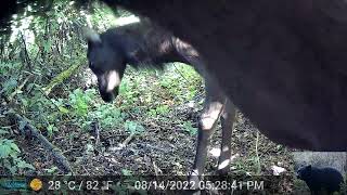 Cow Elk and Calf Find Our Trail Camera