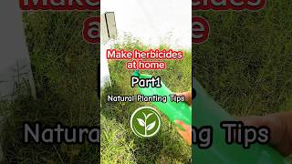 Make herbicides at home #shortvideo #plants #youtubeshorts #farming #viralvideo #video #foryou