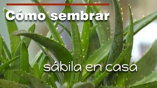 2 métodos de siembra de sábila o aloe vera en casa