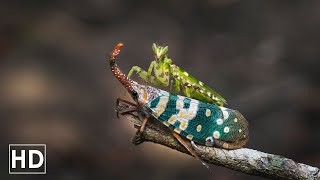 The Life of Insects | Close UP | HD | Relaxing Video with Music | Part II