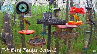 PixCams.com PA Bird Feeder 2 Live Stream