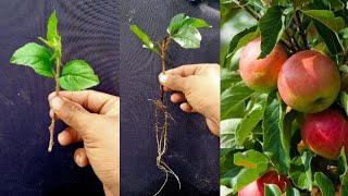 Technique in propagating apple using its cuttings /Pagpapatubo ng mansanas na sanga lang ang gamit