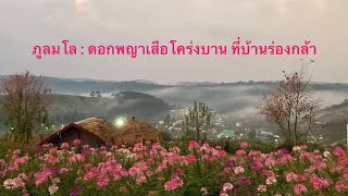 ภูลมโล: ไร่ลมหนาว บ้านร่องกล้า ดอกพญาเสือโคร่งบานแล้วนะ