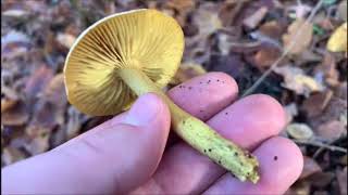 Schwefelritterling - Tricholoma sulphureum