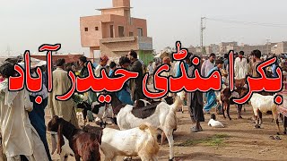 BAKRA MANDI HYDERABAD BYPASS || BAKRA EID 2024 || LATEST UPDATES