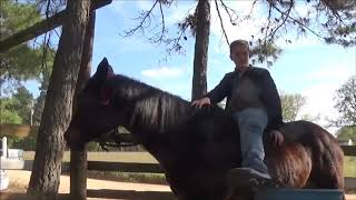 Gentle Kid Horse For Sale: Black Mare Suitable for Beginners