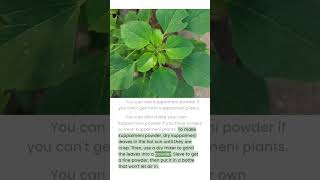 Kuppaimeni Plant #kuppaimeni #ayurvedic #medicinal #nature #skincare #woundhealing