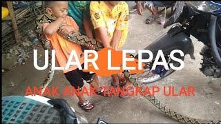 ULAR sanca lepas jadi mainan bocah