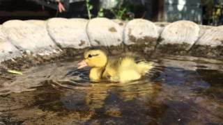 SLO-MO CUTENESS! Baby Duck Taking A Bath - Part 2