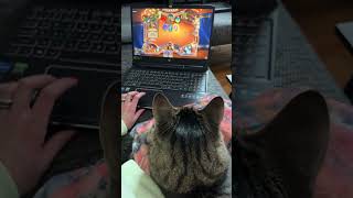 Hearthstone with brew 🐈‍⬛ #cat #kitten #streamer #gamercat #hearthstone #twitch #shorts #tiktok #me