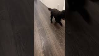 Dog runs!🐶Part10 #shorts