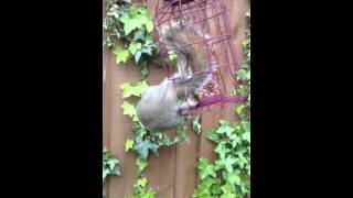 squirrel proof guard bird feeder feeding garden