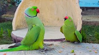 Funny Talking Indian Parrot Greeting Indian Parrot Ft. Amazon Parrot