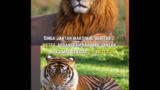 Harimau vs singa dihutan