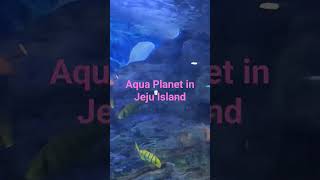 제주 아쿠아 플래닛~ Aqua Planet in Jeju~