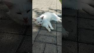 Устала, лежу такая ❗#cat #trending #котэ #тренды #котики